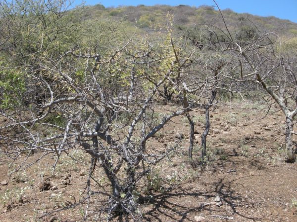Frankincense Essential Oil - Image 4