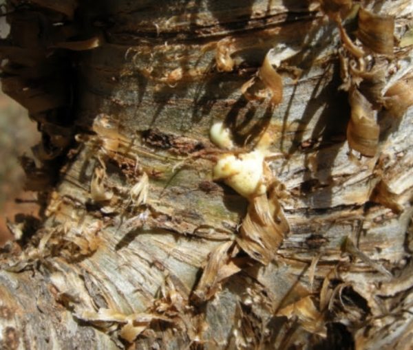 Myrrh Essential Oil - Image 3