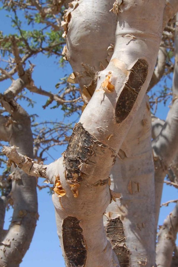 Frankincense Essential Oil - Image 2