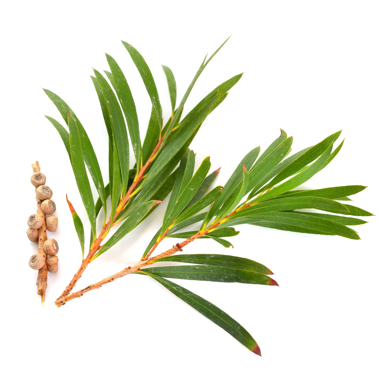 Tea Tree Essential Oil Provisions